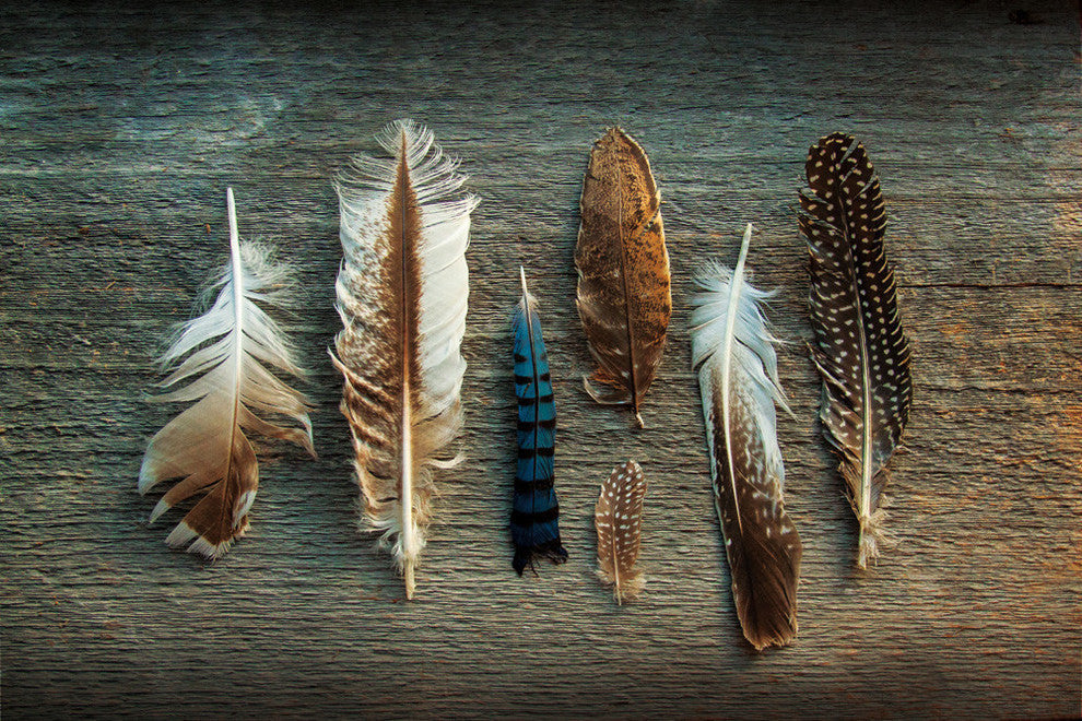 Feather Collection I Fine Art Giant Canvas Print 72"X48"