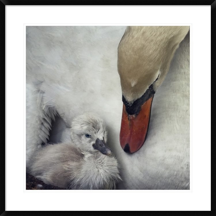 "Close To You" Framed Digital Print by Piet Flour, 32"x32"
