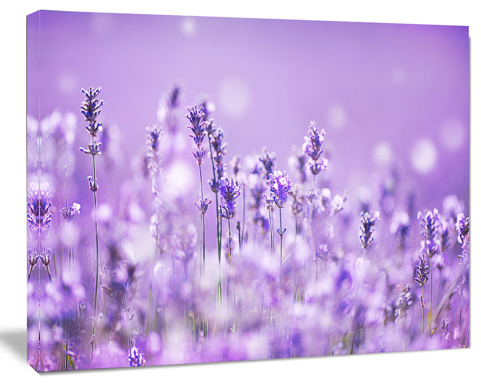 Stunning Purple Lavender Field, Landscape Canvas Art Print, 20"x12"