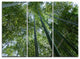 "Bamboo Forest Seen from Ground" Canvas Wall Art Print, 3 Panels, 36"x28"
