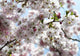 Pink Cherry Blossom Mural Wallpaper
