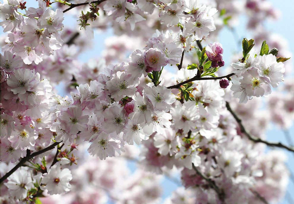 Pink Cherry Blossom Mural Wallpaper