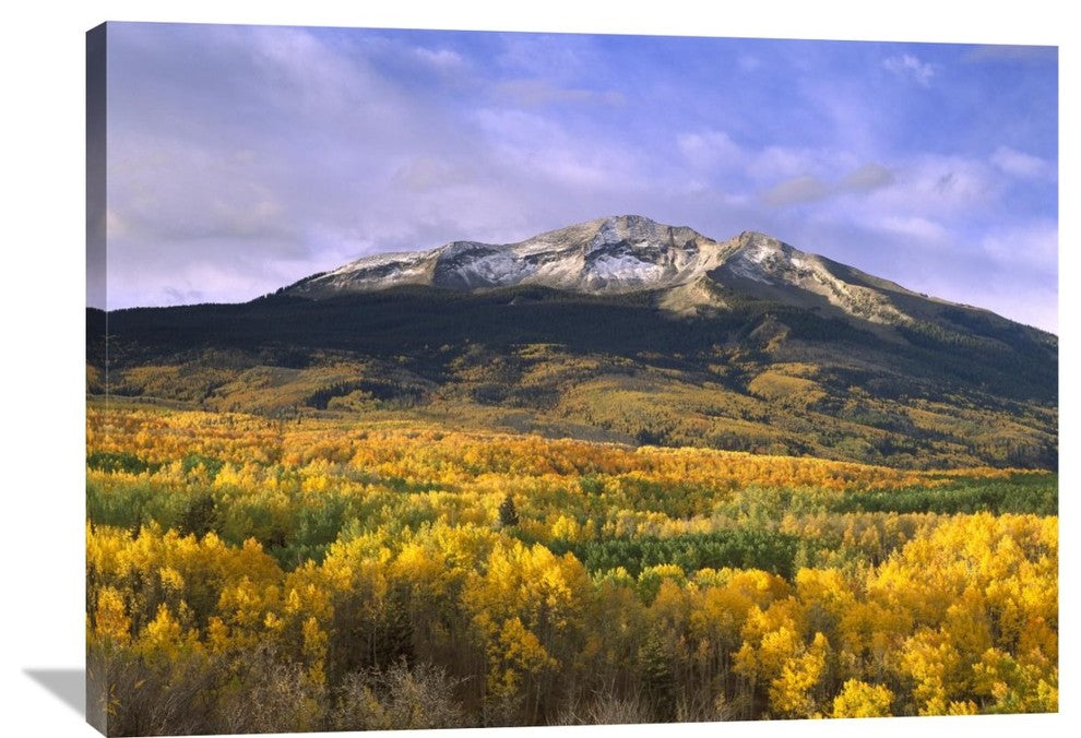 "East Beckwith Mountain And Trees, Gunnison National Forest, Colorado" Artwork