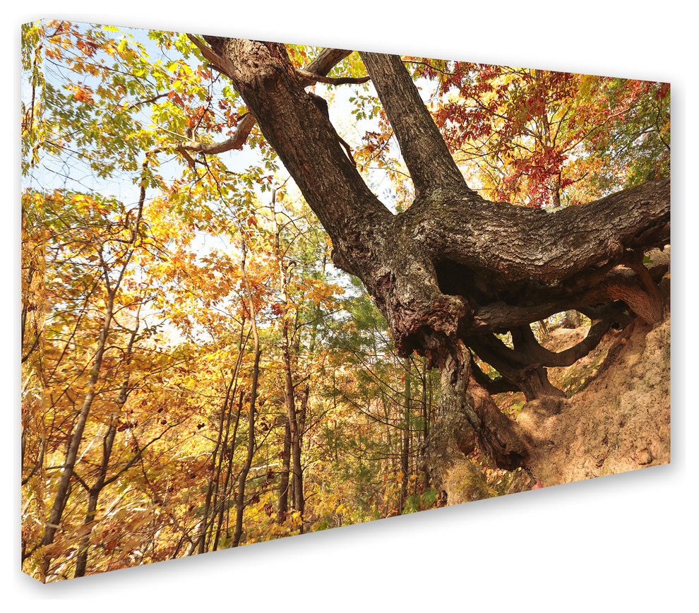 Jason Shaffer ''Tree Of Shelter'' Canvas Art, 24x16