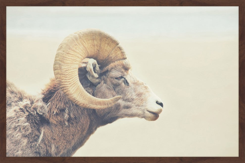 Marmont Hill, "Curled Horns" Framed Painting Print, 18x12