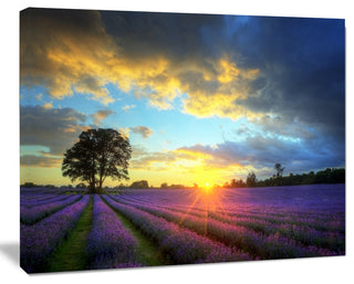 Stunning Sunset over Lavender Fields, Large Flower Canvas Wall Art, 20"x12"