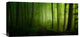 "Spring Promise" Stretched Canvas Giclee by Norbert Maier, 22x11"
