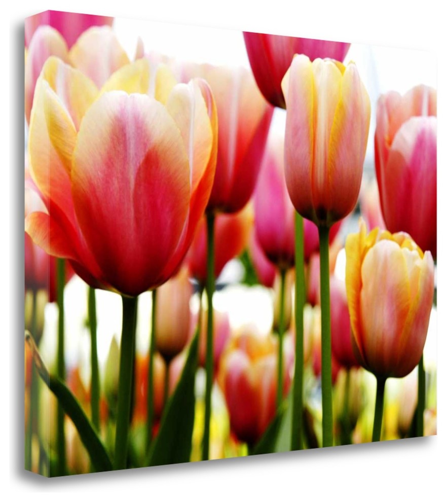 "Tulip" By Photoinc Studio, Giclee Print on Gallery Wrap Canvas, Ready to Hang