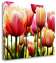 "Tulip" By Photoinc Studio, Giclee Print on Gallery Wrap Canvas, Ready to Hang