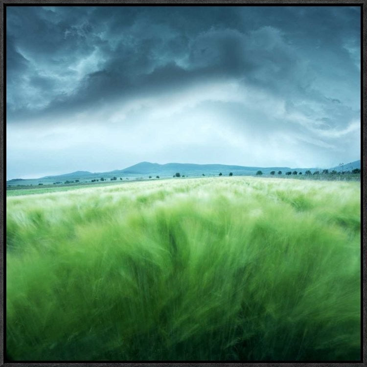 "Barley Field" Framed Canvas Giclee by Floriana Barbu, 23x23"