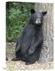 "Black Bear Cub Leaning Against Tree, Orr, Minnesota" Artwork, 12" x 18"