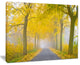 "Misty Road in Yellow Autumn Forest" Photograph Print, 20"x12"