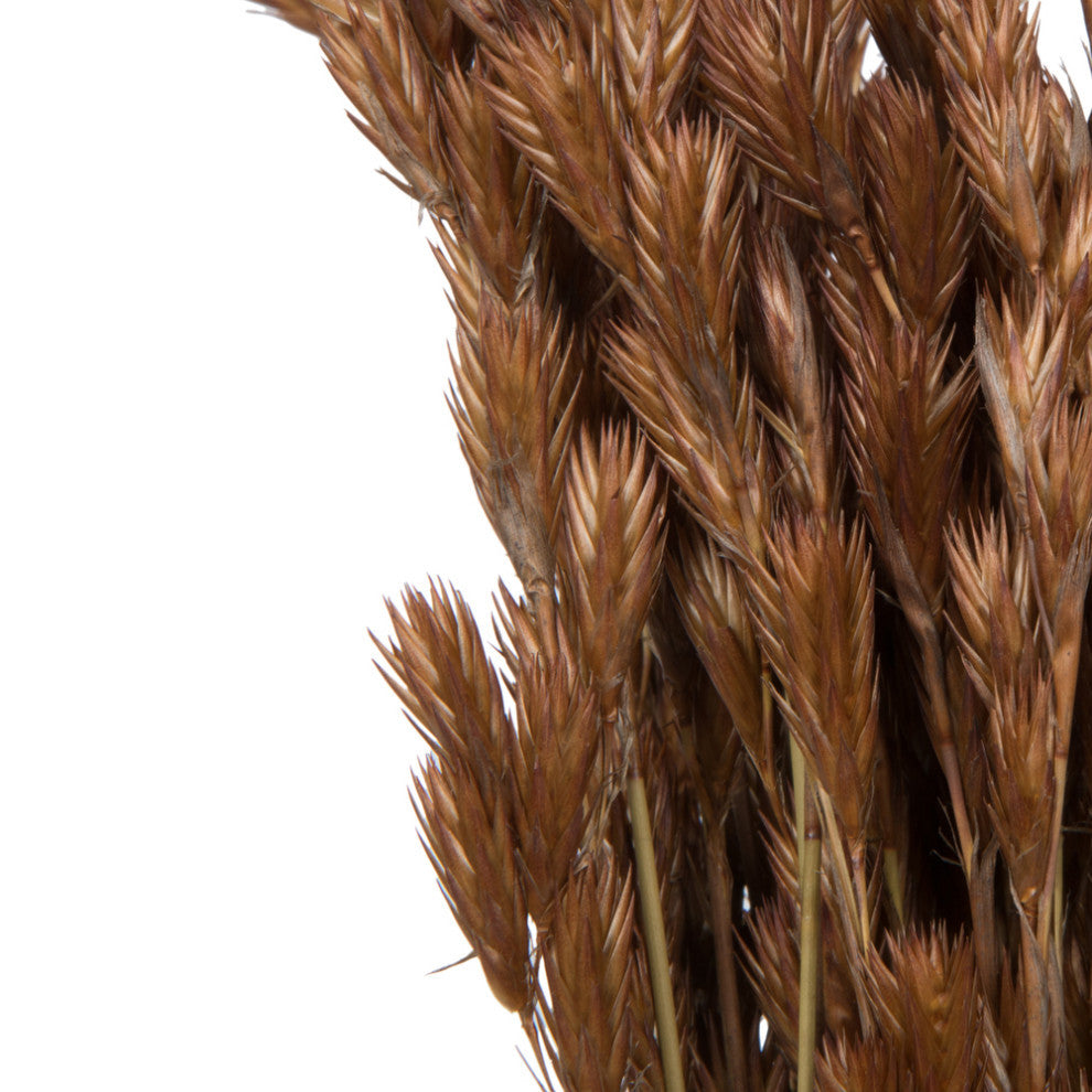 Close-up crop of brown reed stems on white background