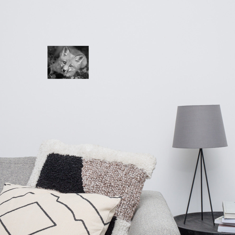 Young Red Fox Face Black & White Animal Wildlife Photograph Loose Wall Art Print, 8" X 10"