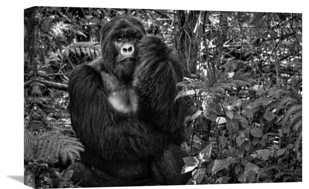 "Kwitonda Silverback" Stretched Canvas Giclee by Karen Lunney, 22x15"