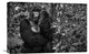 "Kwitonda Silverback" Stretched Canvas Giclee by Karen Lunney, 22x15"