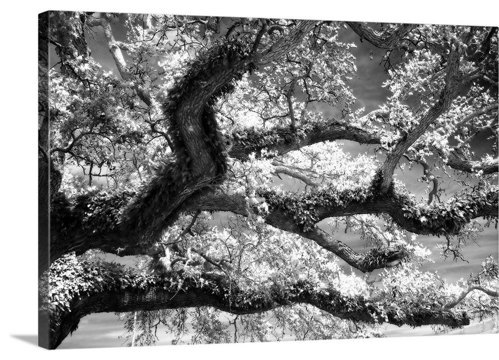 Coast Live Oak I Wrapped Canvas Art Print, 30"x20"x1.5"
