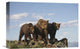 "Grizzly Bear With Two One-Year-Old Cubs, North America" Artwork, 18" x 12"
