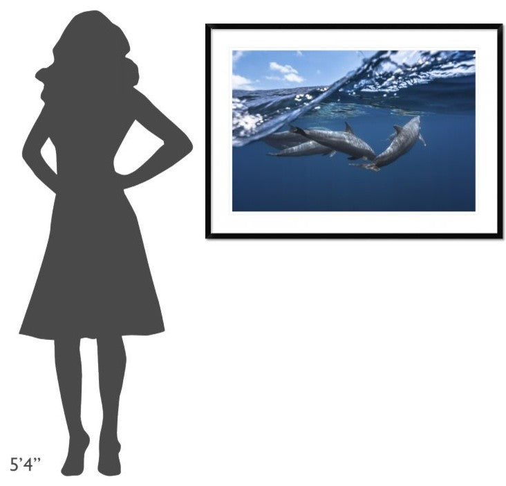 "Dolphins" Framed Digital Print by Barathieu Gabriel, 44x32"
