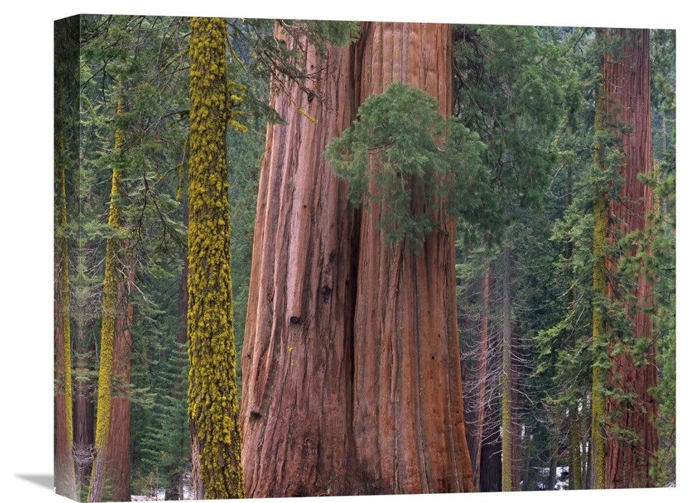 "Giant Sequoia Trees, California" Artwork, 20" x 16"