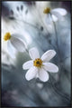 "Cosmos" Framed Canvas Giclee by Mandy Disher, 25x37"