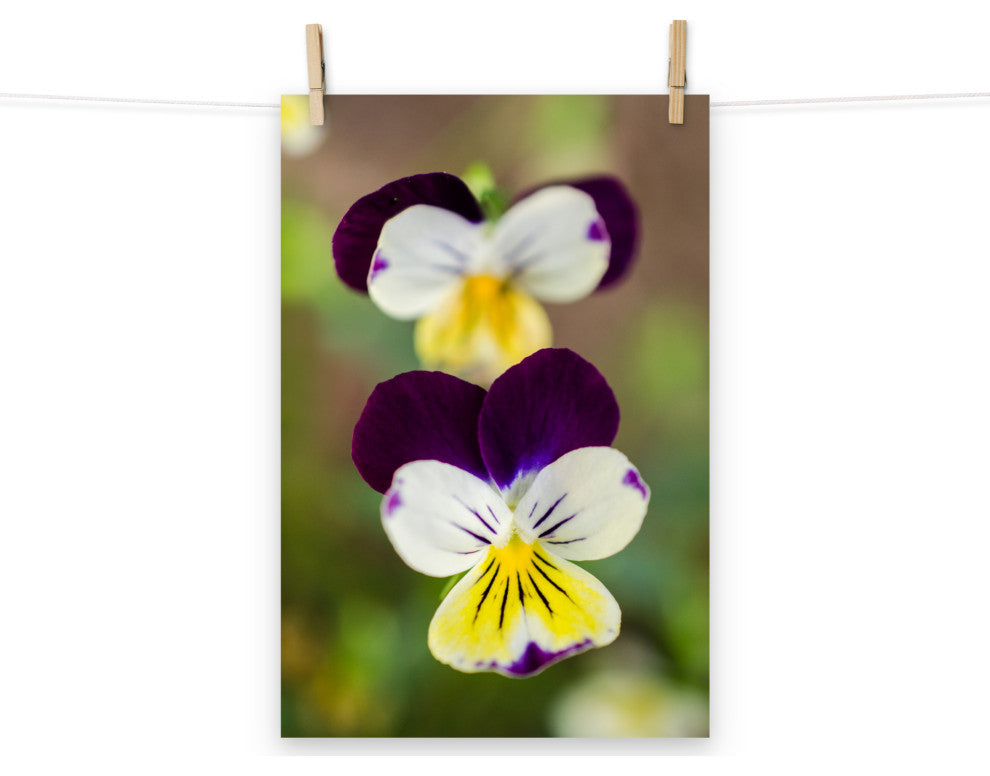 Pretty Little Violets Floral / Botanical Photograph Unframed Wall Art Prints, 12" X 18"