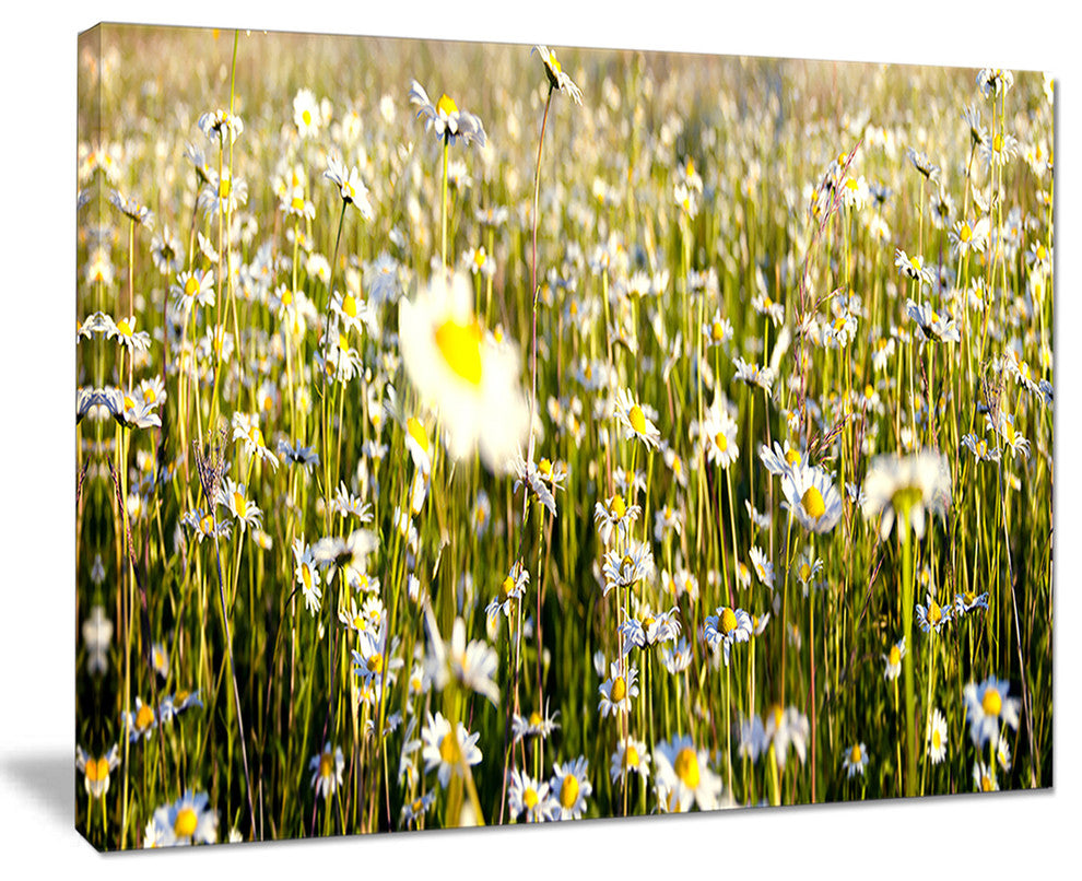 "Wild Chamomile Flowers Field" Large Flower Canvas Wall Art, 20"x12"