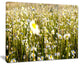 "Wild Chamomile Flowers Field" Large Flower Canvas Wall Art, 20"x12"