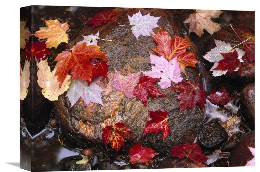 "Maple Leaves, Pictured Rocks National Lakeshore, Michigan" Artwork