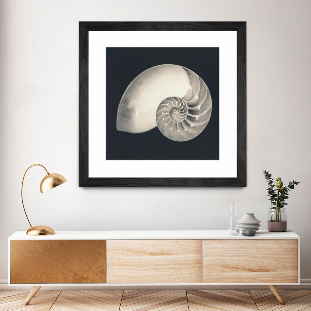 "Shell I" Matted and Framed, 36"x36"