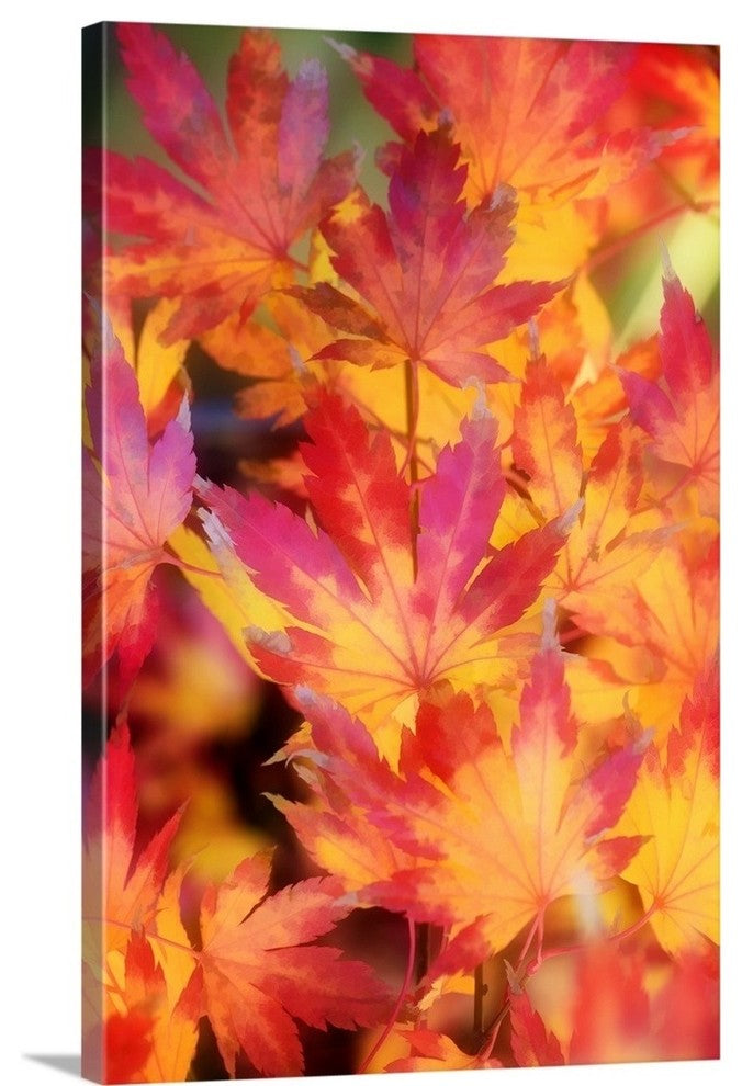 "Foliage" Wrapped Canvas Art Print, 16"x24"x1.5"