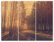 "Pine Tree Forest by Road" Photo Canvas Art Print, 3 Panels, 36"x28"