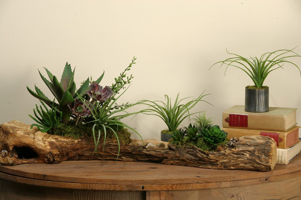 Set of 3 Light Green Curly Tillandsia in Round Tin Planter