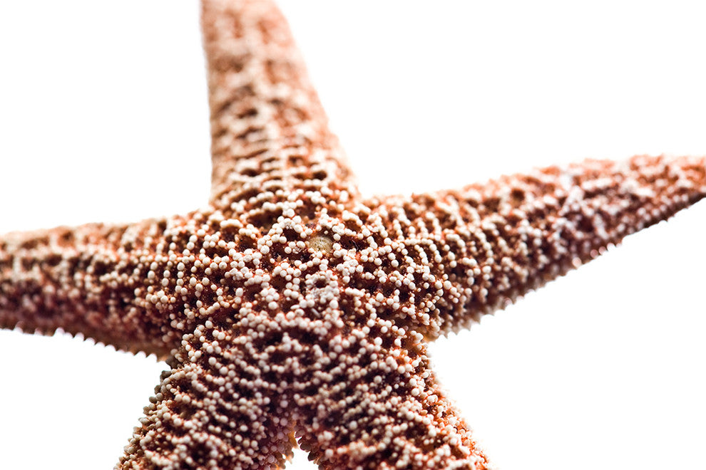 "Basket Stars" Wood, 40"x60"