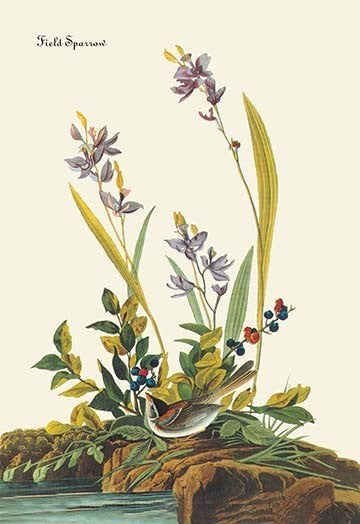 Field Sparrow - Fine Art Giclee Print 24" x 36"