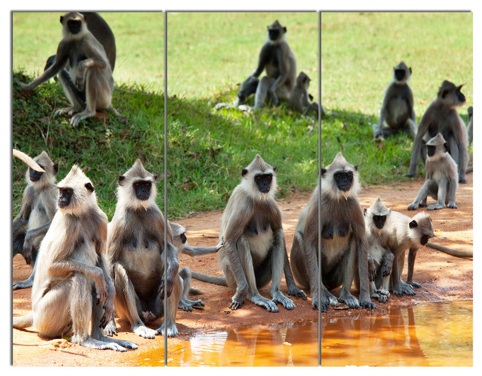Monkeys in Sri Lanka, African Triptych Canvas Art Print, 36x28, 3 Panels