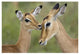 "Impala fawn grooming mother, Serengeti National Park" Paper Art, 38"x26"