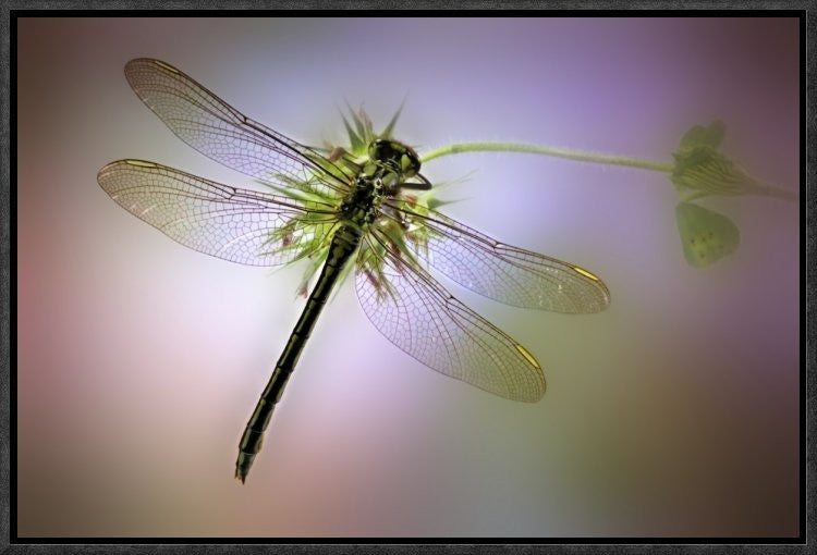 "Green Dragonfly" Framed Canvas Giclee by Jimmy Hoffman, 19x13"