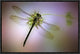 "Green Dragonfly" Framed Canvas Giclee by Jimmy Hoffman, 19x13"