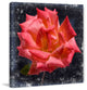 "Rose Lantern" Painting Print on Canvas by Aryai