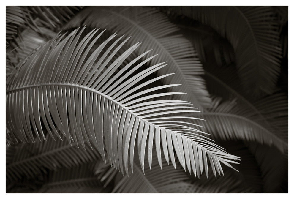 FERN #3, Black and White, 20x30