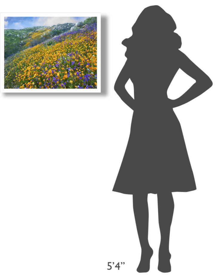 "California Poppym Desert Bluebell, Santa Ana Mountains" Paper Art, 26"x20"