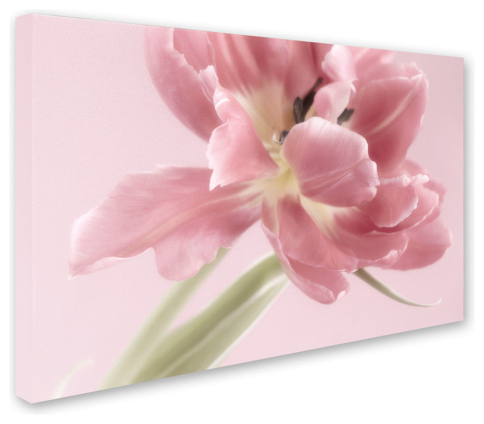 Cora Niele ''Soft Pink Tulip'' Canvas Art