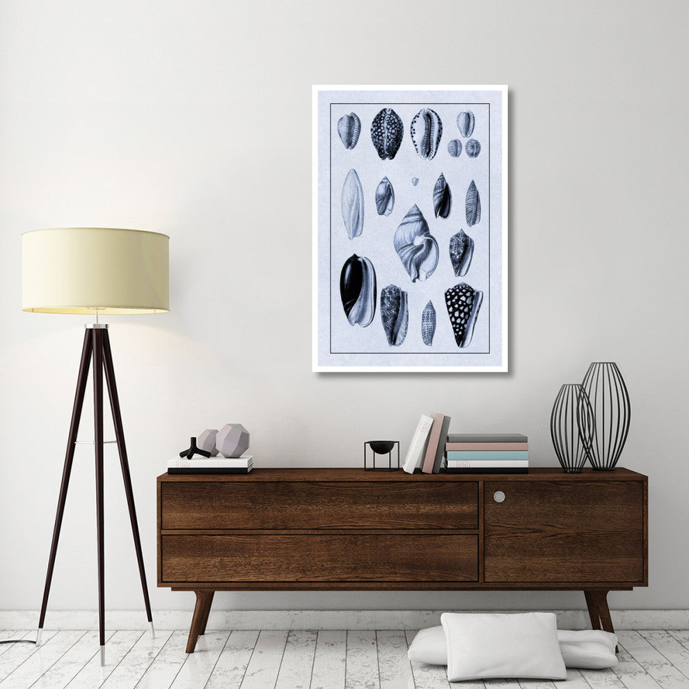 "Shells: Convoltae and Orthocerata (Blue)" Paper Print by G.B. Sowerby, 34"x50"