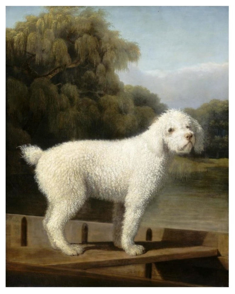 "White Poodle in a Punt, c. 1780" Digital Paper Print by George Stubbs, 22"x26"