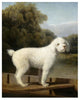 "White Poodle in a Punt, c. 1780" Digital Paper Print by George Stubbs, 22"x26"