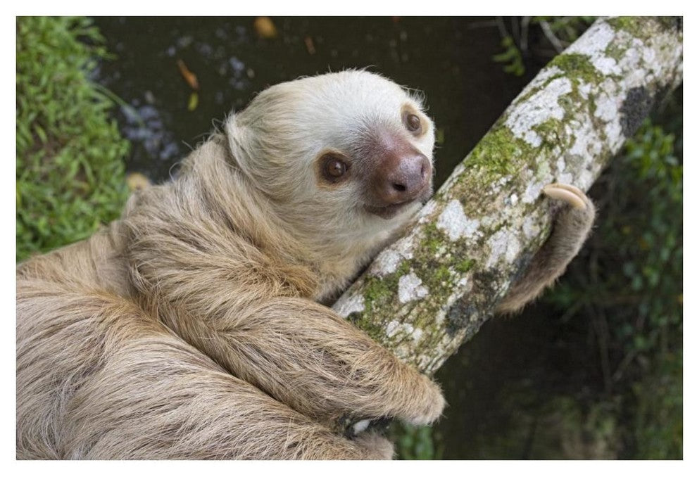 "Hoffmann's Two-toed Sloth, Aviarios Sloth Sanctuary" Paper Art, 50"x34"