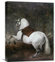 "A White Horse" Stretched Canvas Giclee by Diego Velazquez, 18"x22"
