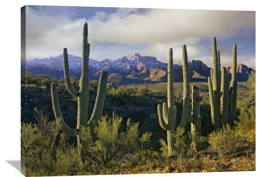"Saguaro Cacti And Santa Catalina Mountains, Arizona" Artwork, 40" x 30"