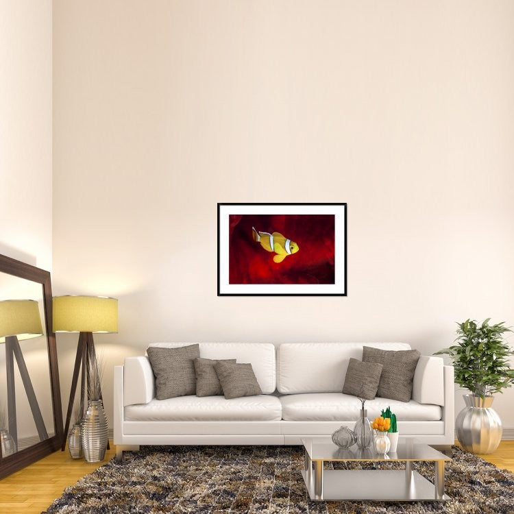 "Clownfish" Framed Digital Print by Barathieu Gabriel, 44x32"